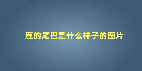 鹿的尾巴是什么样子的图片