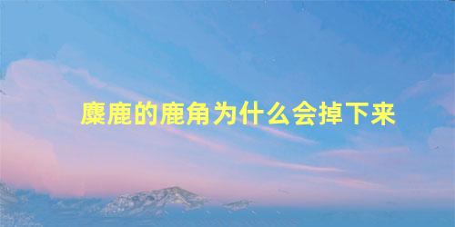 麋鹿的鹿角为什么会掉下来