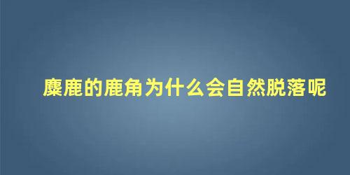 麋鹿的鹿角为什么会自然脱落呢