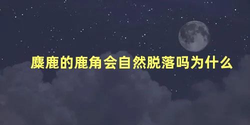 麋鹿的鹿角会自然脱落吗为什么