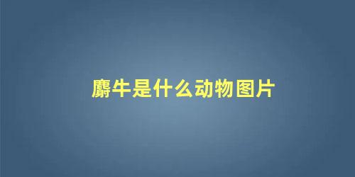 麝牛是什么动物图片
