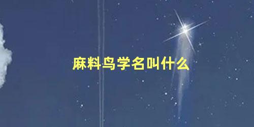 麻料鸟学名叫什么