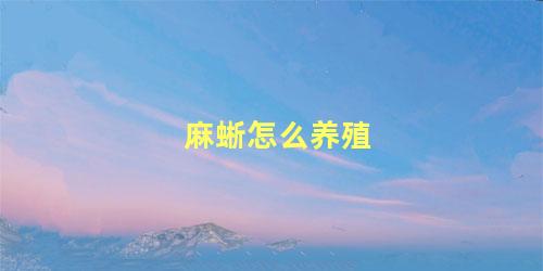 麻蜥怎么养殖
