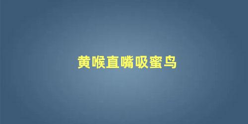 黄喉直嘴吸蜜鸟