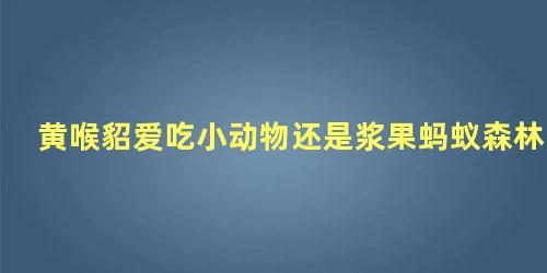 黄喉貂爱吃小动物还是浆果蚂蚁森林