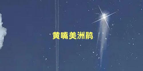 黄嘴美洲鹃