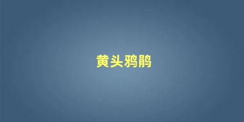 黄头鸦鹃