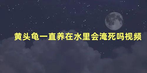 黄头龟一直养在水里会淹死吗视频