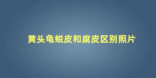 黄头龟蜕皮和腐皮区别照片
