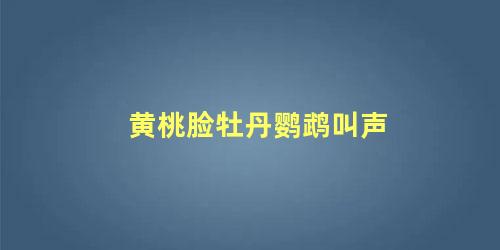 黄桃脸牡丹鹦鹉叫声