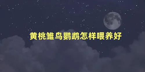 黄桃雏鸟鹦鹉怎样喂养好