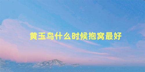 黄玉鸟什么时候抱窝最好