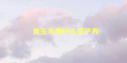 黄玉鸟用什么笼子养