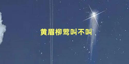 黄眉柳莺叫不叫