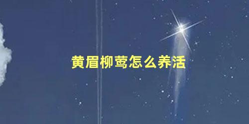 黄眉柳莺怎么养活