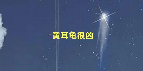 黄耳龟很凶