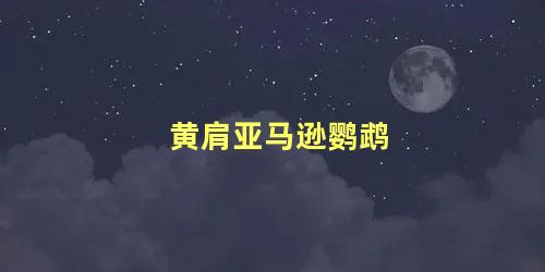 黄肩亚马逊鹦鹉