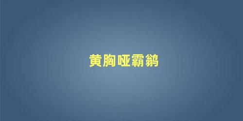 黄胸哑霸鹟