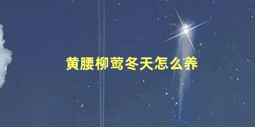 黄腰柳莺冬天怎么养