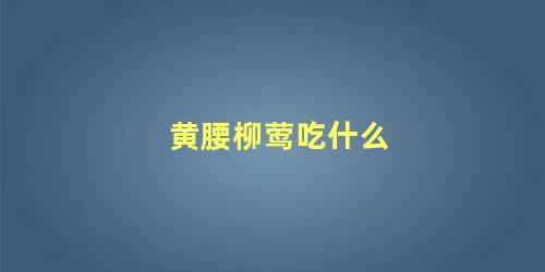 黄腰柳莺吃什么