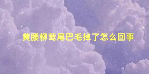 黄腰柳莺尾巴毛掉了怎么回事