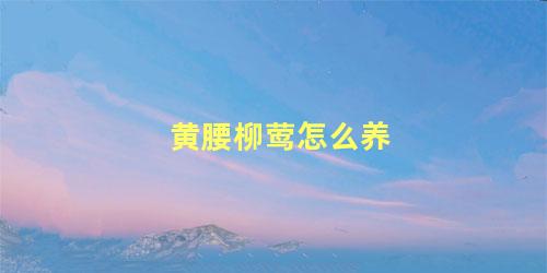 黄腰柳莺怎么养