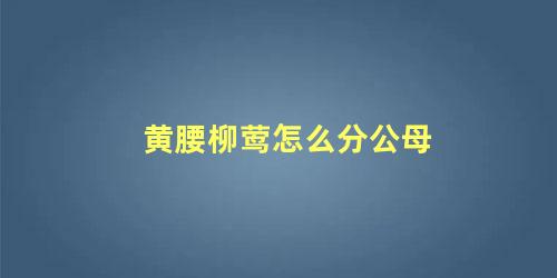 黄腰柳莺怎么分公母
