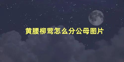 黄腰柳莺怎么分公母图片
