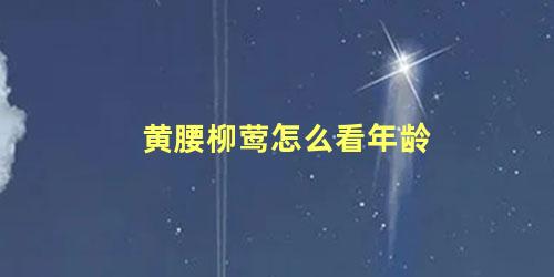 黄腰柳莺怎么看年龄