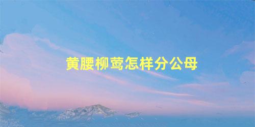 黄腰柳莺怎样分公母
