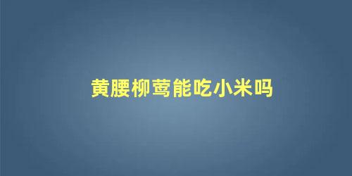 黄腰柳莺能吃小米吗
