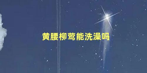 黄腰柳莺能洗澡吗