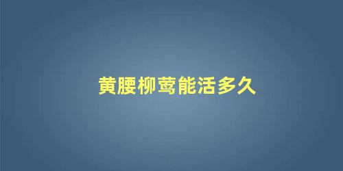 黄腰柳莺能活多久