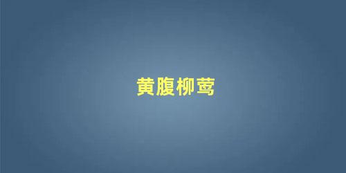 黄腹柳莺