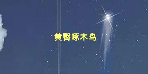 黄臀啄木鸟