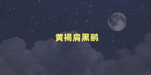 黄褐肩黑鹂