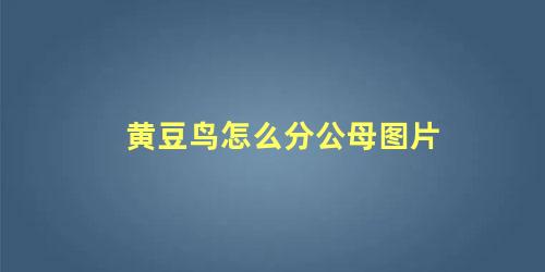 黄豆鸟怎么分公母图片