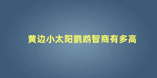 黄边小太阳鹦鹉智商有多高