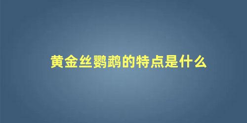 黄金丝鹦鹉的特点是什么