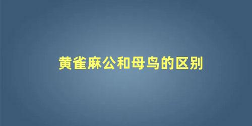 黄雀麻公和母鸟的区别