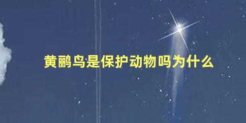 黄鹂鸟是保护动物吗为什么