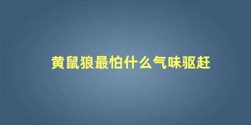 黄鼠狼最怕什么气味驱赶