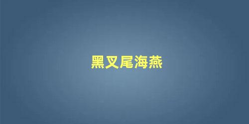 黑叉尾海燕