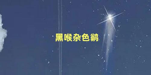 黑喉杂色鹟