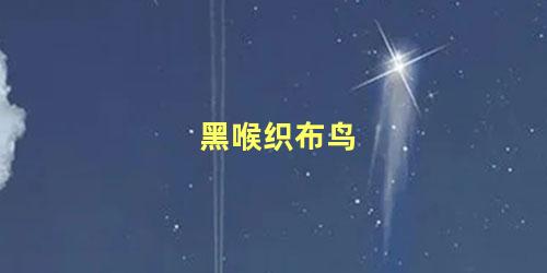 黑喉织布鸟