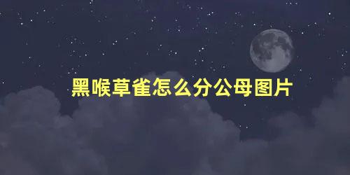 黑喉草雀怎么分公母图片