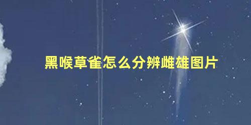 黑喉草雀怎么分辨雌雄图片