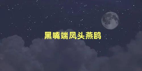 黑嘴端凤头燕鸥