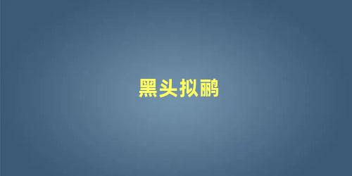 黑头拟鹂
