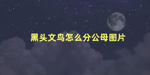 黑头文鸟怎么分公母图片